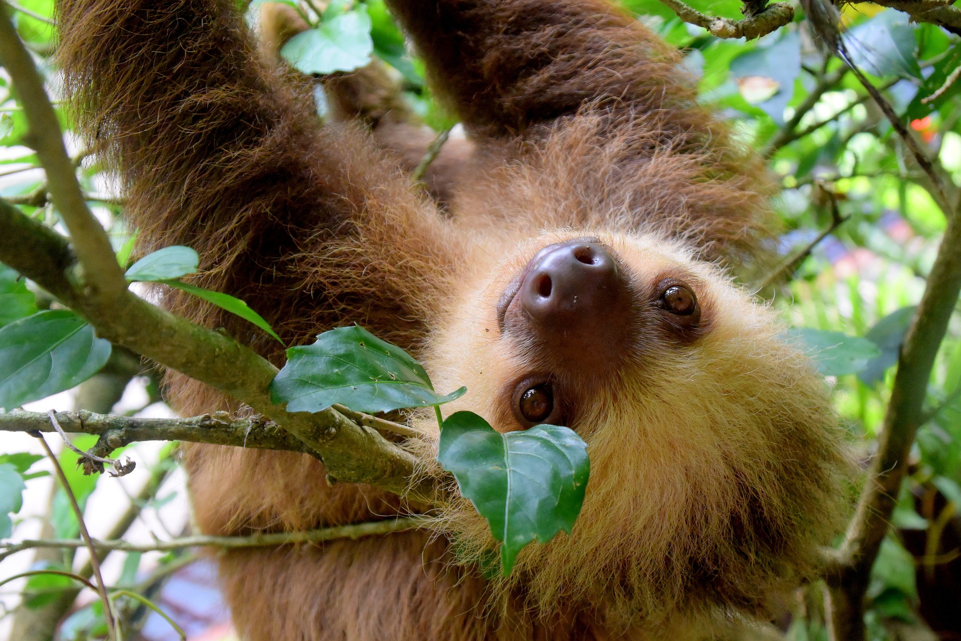 Sloth in a tree, Costa Rica